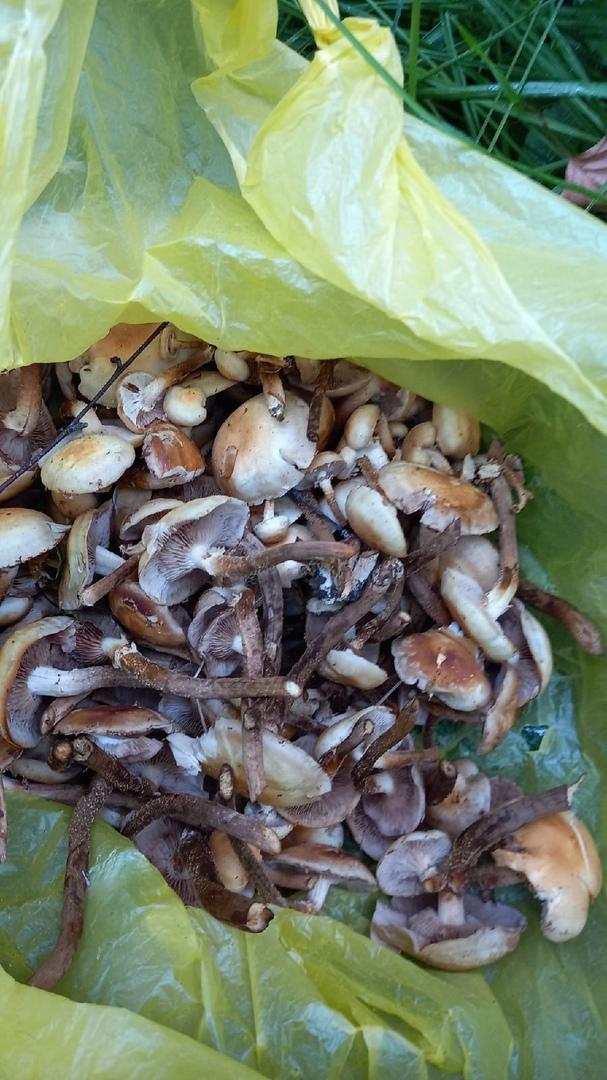 Фото «Столько грибов мы ещё не собирали»: новосибирцы хвастаются урожаем дикоросов 6